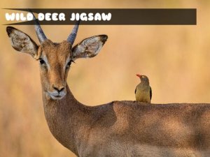 Wild Deer Jigsaw Puzzle Game Online - Puzzle Game